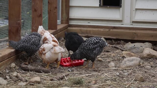 Young backyard chickens feeding inside a secure chicken run