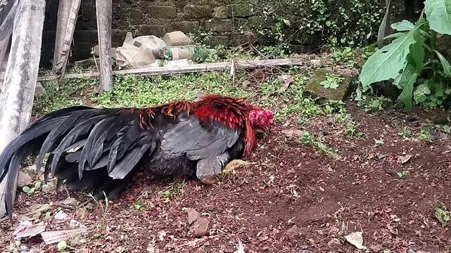 Medium eye level shot showing a domestic rooster turning its body and rustling its feathers during a dust bath on the ground.