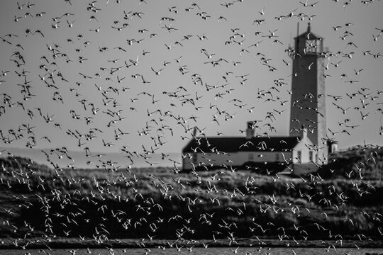 View of Walney Lighthouse surrounded by flocks of Knot and Dunlin in South Walney Nature Reserve, UK