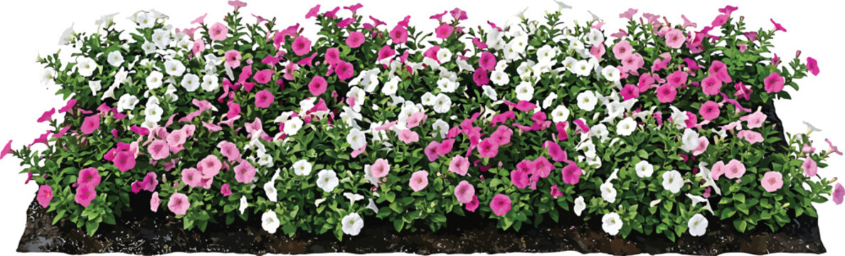Horizontal border of pink and white petunia flowers isolated on white background for garden landscaping design