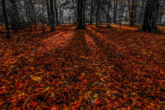 Cold day with sunlight and autumn leaves after heavy rain in Cumbria on November 3rd
