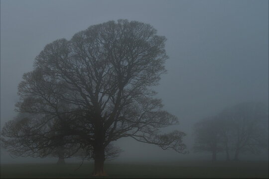Misty day with trees in the foreground from Conshead Priory in Ulverston, Cumbria, region of Furness Peninsula