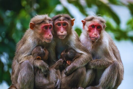 Three Toque Macaque Monkeys Caring for Their Babies in a Tropical Forest. Perfect for themes related to wildlife, biodiversity, conservation, nature, parenting, and animal behavior.