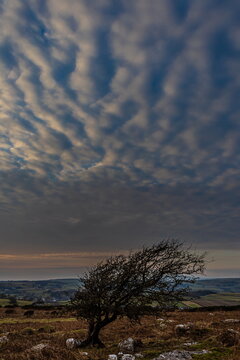 View from Birkrigg Common showing a tree and clouds above the Cumbrian Coast in Furness Peninsula during sunset in the UK