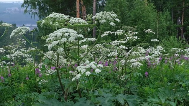 Lush green landscape with white flowering plants and purple blossoms, showcasing a gradual shift in perspective across a serene natural setting in a forested area