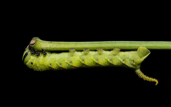 Green Hornworm Caterpillar Crawling on Stem with Black Background.