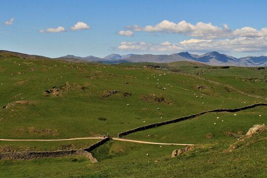 View across green fields towards hills and mountains in Cumbria near Ulverston with a clear sky