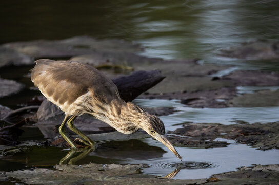 Chinese Pond Heron hunting on lily pads.