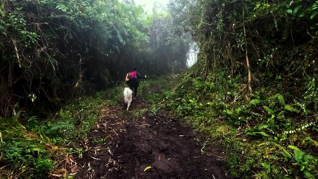 Muddy Trail Through Dense Tropical Cloud Forest in Ecuador with Hiker, White Dog, Green Vegetation and Remote Jungle Adventure Scene