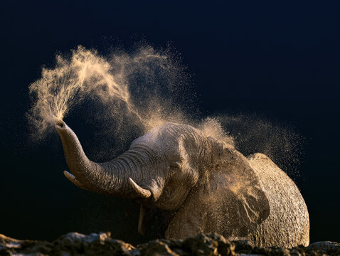 African elephant spraying water with trunk in a mud bath scene with dramatic side lighting