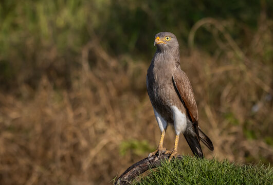 Majestic Rufous-winged Buzzard with bright yellow eyes looking at camera.
