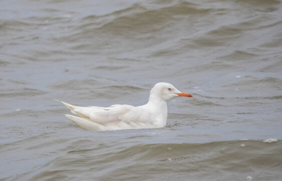Leucistic Seagull Floating on Sea Waves.
