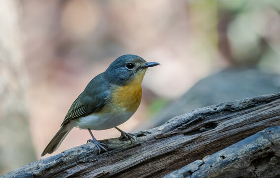 Female Hill Blue Flycatcher perched on a decayed log in the forest.
