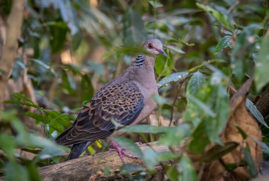 Oriental Turtle Dove Perched on a Log in the Forest.
