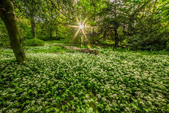Views of wild garlic in bloom with sunlight breaking through trees in the English Lake District, Cumbria