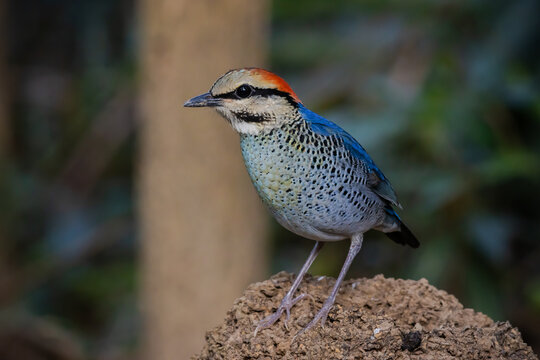 Blue Pitta (Hydrornis cyaneus) female perched on a rock in the forest.