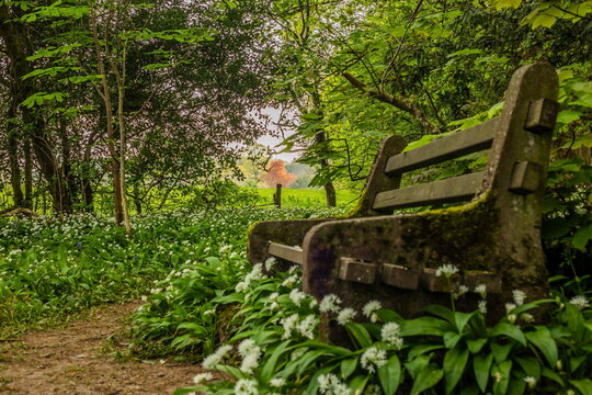 Wooden bench in a green woodland with wildflowers beside a path in Ulverston, Cumbria, UK