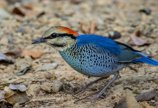 Male Blue Pitta (Hydrornis cyaneus) standing on the ground.