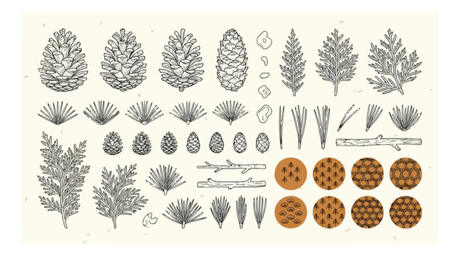 Hand-drawn pine cone and evergreen branch vector set, botanical forest elements, natural wood textures, rustic nature illustration pack for design projects