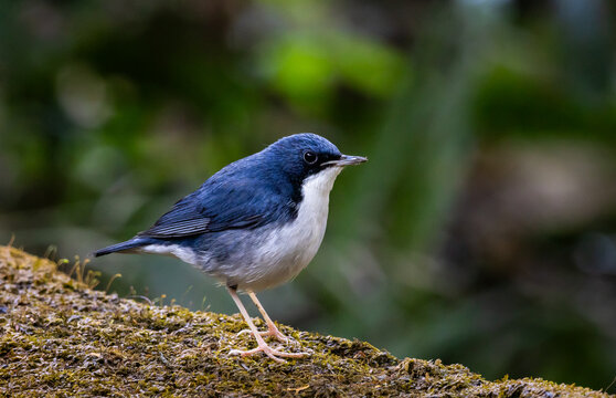 Male Siberian Blue Robin Perched on Mossy Log.