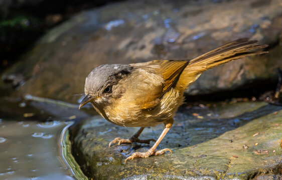 Brown-cheeked Fulvetta bird perched on a rock by a stream.