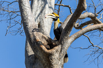 Great Hornbill with Prey at Nest Cavity. © photonewman