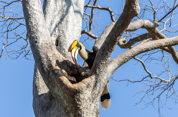 Great Hornbill with Prey at Nest Cavity. © photonewman