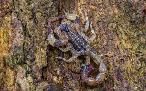Close-up of a marbled scorpion camouflaging on a textured tree trunk.