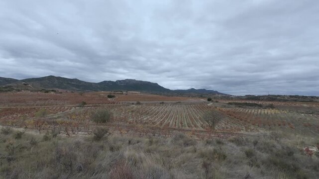 Autumnal vineyard landscape on a cloudy day