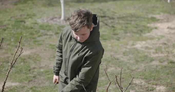 Kid Cuts Rose Branches. Caucasian Boy Help Working Around Backyard. 4K 10-bit