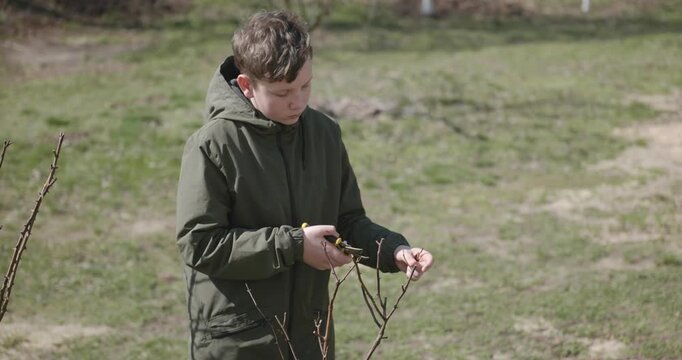 Kid Cuts Rose Branches. Caucasian Boy Help Working Around Backyard. 4K 10-bit