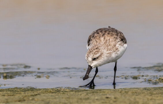 Critically Endangered Spoon-billed Sandpiper foraging in mudflat  Thailand.