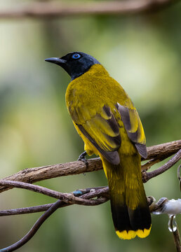 Black-headed Bulbul Perched on Branch.