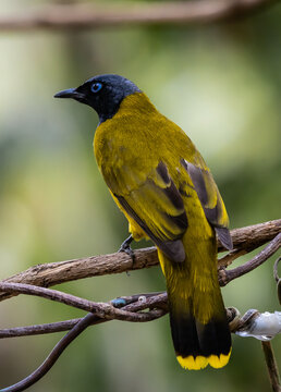 Black-headed Bulbul Perched on Branch.
