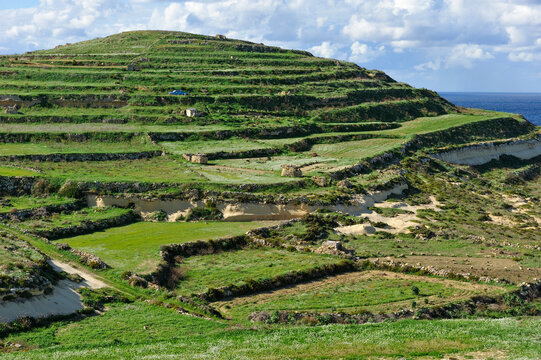 Terraced fields near the sea on Gozo Island in Malta showing agricultural patterns and natural landscape