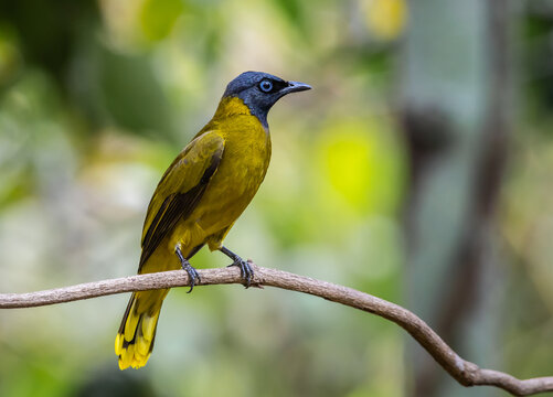 Black-headed Bulbul Perched on Branch.