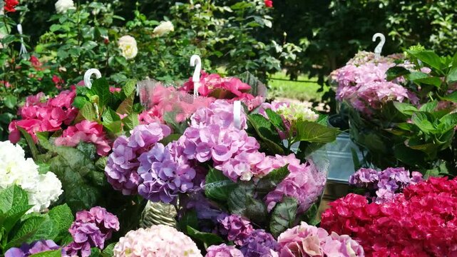 Pink and purple hydrangeas display in a garden