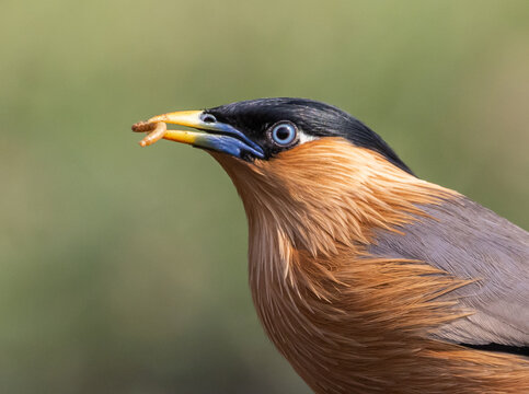 Brahminy Starling Portrait with Vibrant Blue Eyering and Orange Beak.