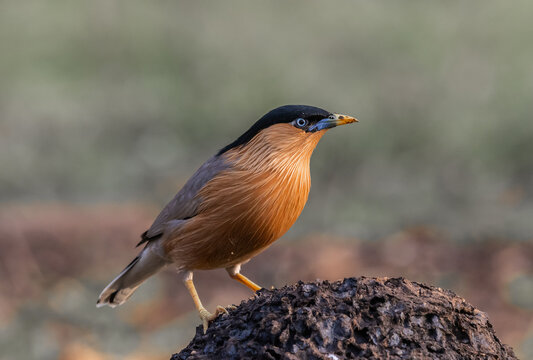 Close-up of a Brahminy Starling (Temenuchus pagodarum) perched on a mound with its yellow beak.