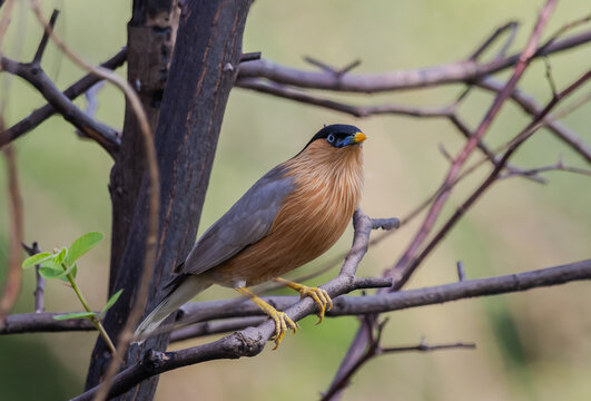 Alert Brahminy Myna on thorny perch.