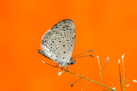 Lesser Grass Blue butterfly perched on a dry branch with a vibrant orange background.