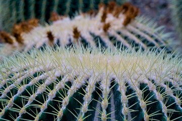 Close-up texture of sharp yellow needles on a green round desert cactus © Stanislav