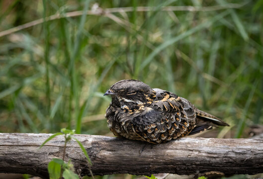Indian Nightjar In Thai it is commonly called the little mosquito-swatting bird, referring to its nocturnal feeding habits.