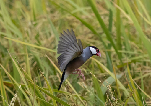Java Sparrow It is a bird native to Java, Bali and other nearby islands in Indonesia. It lives in pairs or flocks in grasslands.