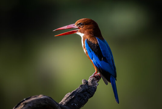 A white-throated kingfisher (Halcyon smyrnensis) perches on a branch with an open beak at Pathum Thani Rice Research Center, Thailand.
