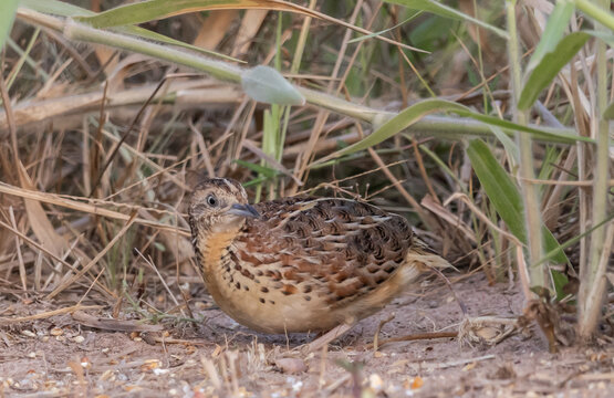 Turnix sylvaticus lives in grasslands, agricultural areas with scattered shrubs, uncommon.