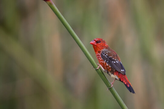 Red Avadavat ,Strawberry Finch Because it has a strawberry-like color during the breeding season.