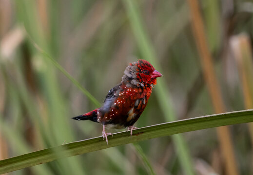 Red Avadavat ,Strawberry Finch Because it has a strawberry-like color during the breeding season.