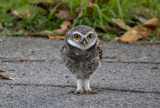 Spotted owlet (Athene brama) It is a type of bird of prey such as an owl. that can be found in Thailand