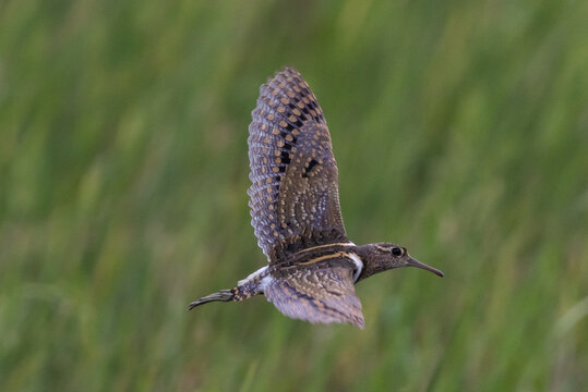 Greater painted-snipe On the ground in the field.